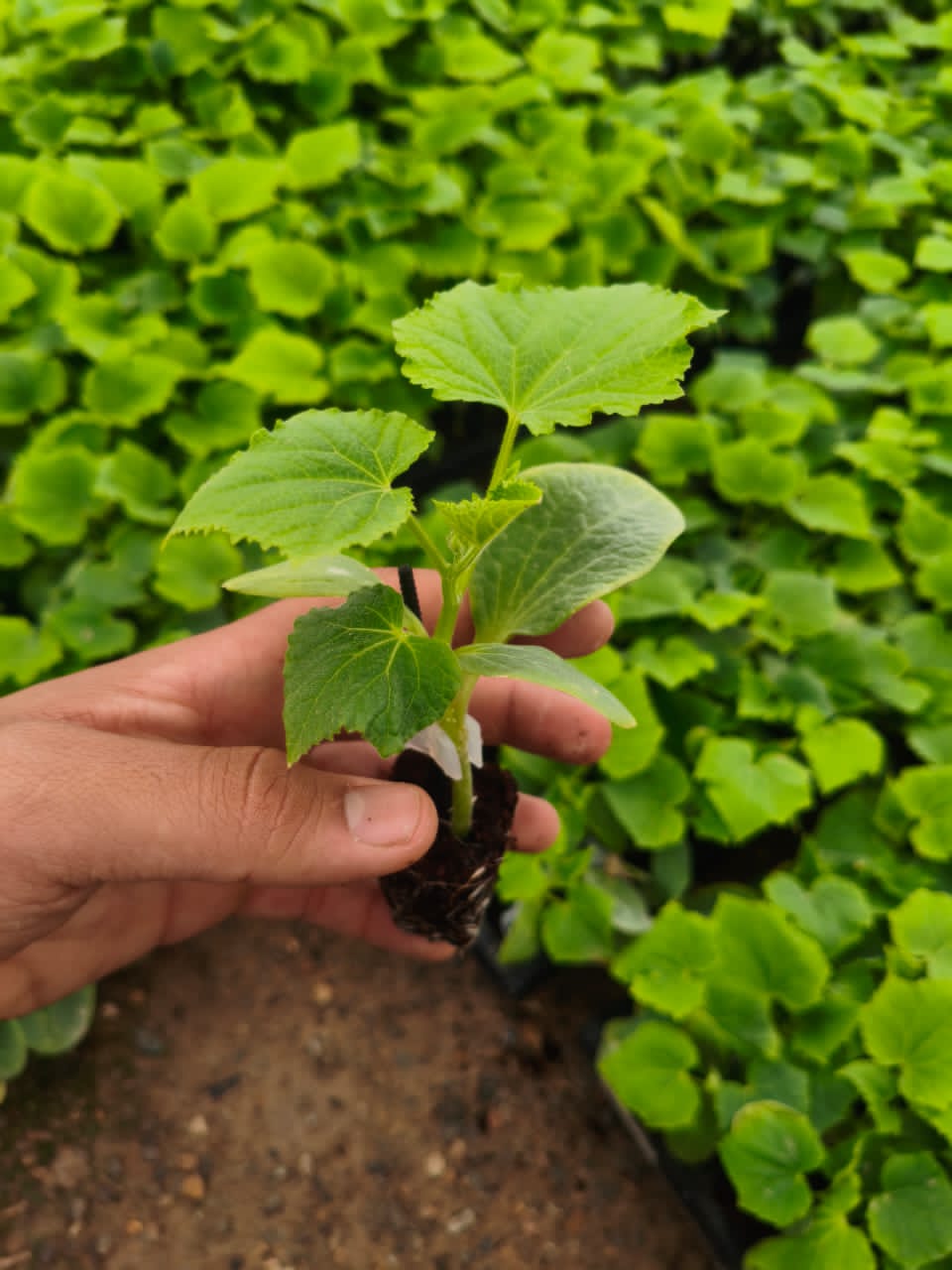 نشا بادمجان قلمی کلش